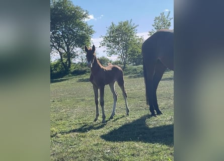 Deutsches Sportpferd, Stute, 1 Jahr, Dunkelfuchs