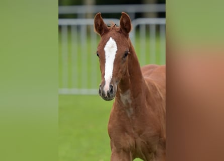 Deutsches Sportpferd, Stute, 1 Jahr, Fuchs