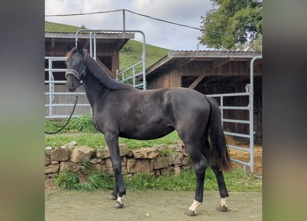 Deutsches Sportpferd, Stute, 1 Jahr, Rappe