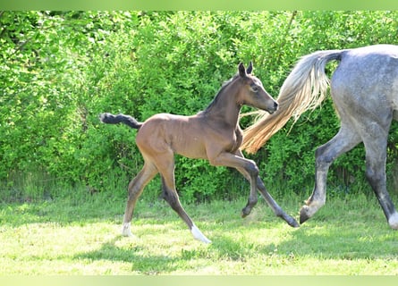 Deutsches Sportpferd, Stute, 1 Jahr, Schimmel