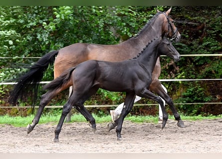 Deutsches Sportpferd, Stute, 1 Jahr, Schwarzbrauner