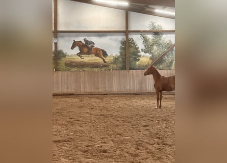 Deutsches Sportpferd, Stute, 2 Jahre, 145 cm, Fuchs