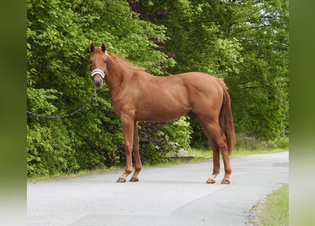Deutsches Sportpferd, Stute, 2 Jahre, 155 cm, Fuchs