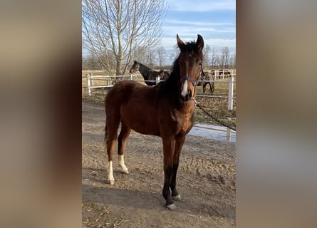 Deutsches Sportpferd, Stute, 2 Jahre, 165 cm, Brauner
