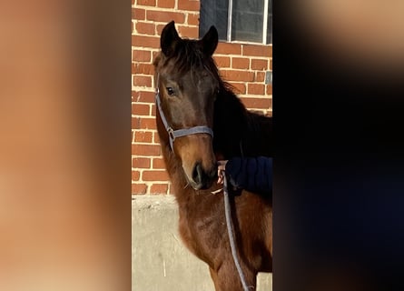 Deutsches Sportpferd, Stute, 2 Jahre, 165 cm, Brauner