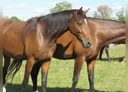 Deutsches Sportpferd, Stute, 2 Jahre, 168 cm, Brauner