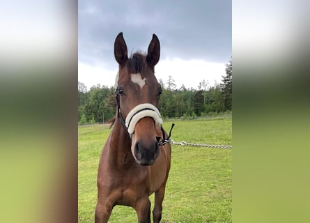 Deutsches Sportpferd, Stute, 2 Jahre, 170 cm, Dunkelbrauner