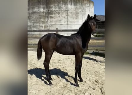 Deutsches Sportpferd, Stute, 2 Jahre, Brauner