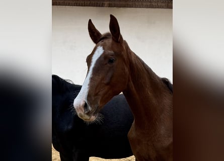 Deutsches Sportpferd, Stute, 2 Jahre, Dunkelfuchs