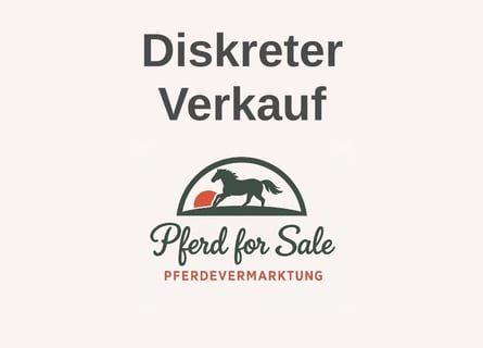 Deutsches Sportpferd, Stute, 2 Jahre, Schwarzbrauner