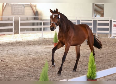 Deutsches Sportpferd, Stute, 3 Jahre, 159 cm, Brauner