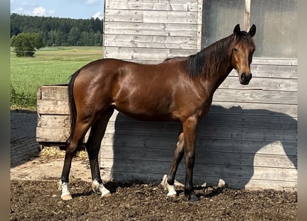 Deutsches Sportpferd, Stute, 3 Jahre, 159 cm, Brauner
