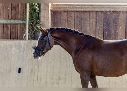 Deutsches Sportpferd, Stute, 3 Jahre, 161 cm, Dunkelfuchs
