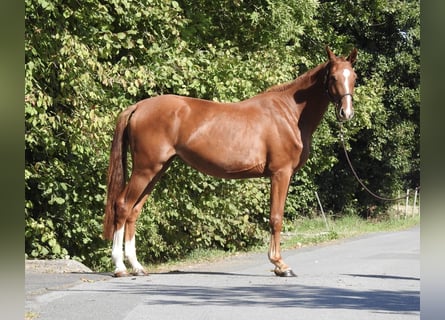 Deutsches Sportpferd, Stute, 3 Jahre, 161 cm, Fuchs