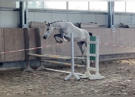 Deutsches Sportpferd, Stute, 3 Jahre, 161 cm, Schimmel