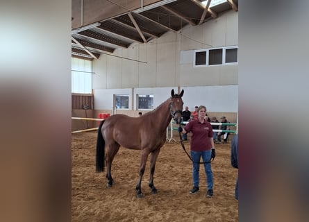 Deutsches Sportpferd, Stute, 3 Jahre, 162 cm, Brauner