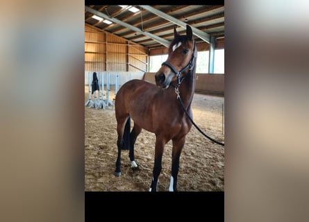 Deutsches Sportpferd, Stute, 3 Jahre, 162 cm, Brauner