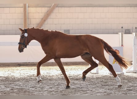 Deutsches Sportpferd, Stute, 3 Jahre, 162 cm, Fuchs