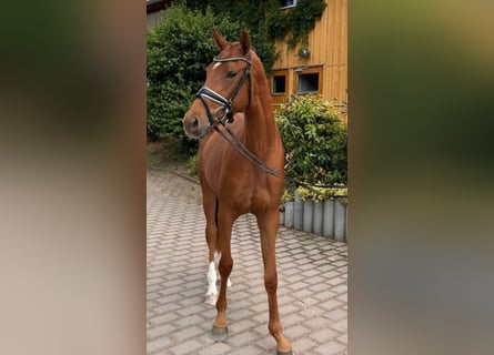Deutsches Sportpferd, Stute, 3 Jahre, 162 cm, Fuchs