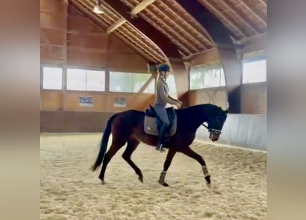 Deutsches Sportpferd, Stute, 3 Jahre, 163 cm, Brauner