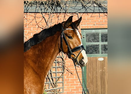 Deutsches Sportpferd, Stute, 3 Jahre, 164 cm, Brauner