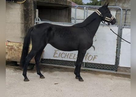 Deutsches Sportpferd, Stute, 3 Jahre, 164 cm, Rappe