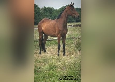Deutsches Sportpferd, Stute, 3 Jahre, 165 cm, Brauner