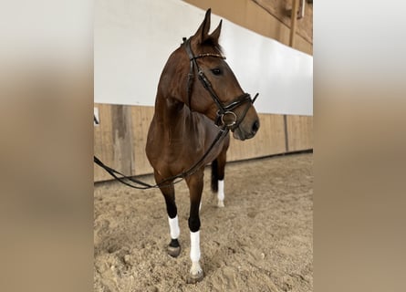 Deutsches Sportpferd, Stute, 3 Jahre, 165 cm, Brauner