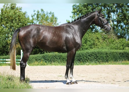 Deutsches Sportpferd, Stute, 3 Jahre, 165 cm, Rappschimmel