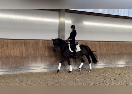 Deutsches Sportpferd, Stute, 3 Jahre, 166 cm