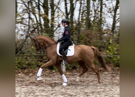 Deutsches Sportpferd, Stute, 3 Jahre, 166 cm, Fuchs