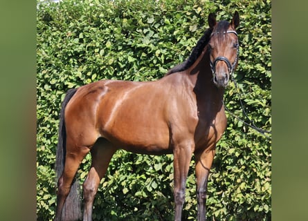 Deutsches Sportpferd, Stute, 3 Jahre, 167 cm, Brauner