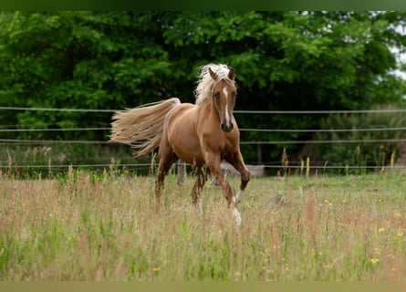 Deutsches Sportpferd, Stute, 3 Jahre, 167 cm, Palomino