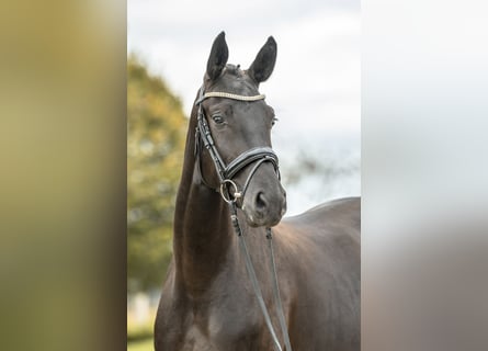 Deutsches Sportpferd, Stute, 3 Jahre, 167 cm, Rappe