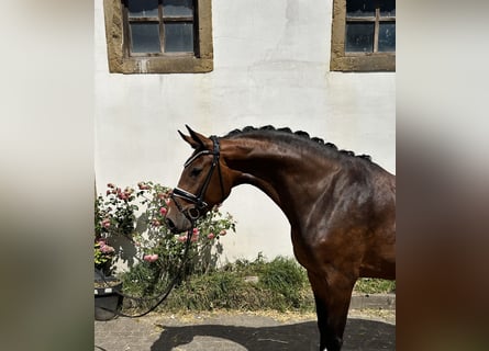 Deutsches Sportpferd, Stute, 3 Jahre, 168 cm, Brauner
