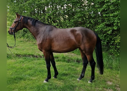 Deutsches Sportpferd, Stute, 3 Jahre, 168 cm, Brauner