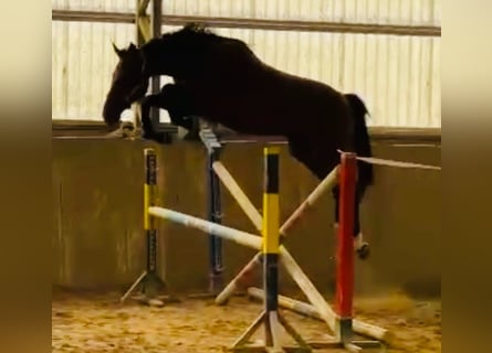 Deutsches Sportpferd, Stute, 3 Jahre, 168 cm, Dunkelbrauner
