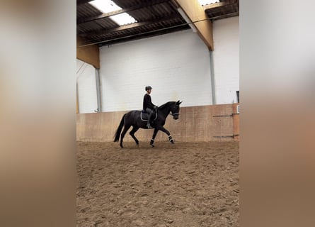 Deutsches Sportpferd, Stute, 3 Jahre, 168 cm, Rappe