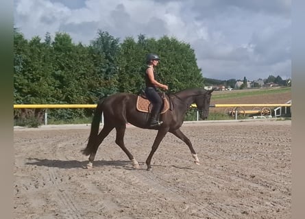 Deutsches Sportpferd, Stute, 3 Jahre, 168 cm, Rappe