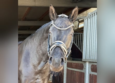 Deutsches Sportpferd, Stute, 3 Jahre, 168 cm, Rappe