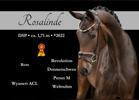 Deutsches Sportpferd, Stute, 3 Jahre, 170 cm, Dunkelbrauner