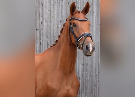 Deutsches Sportpferd, Stute, 3 Jahre, 170 cm, Fuchs