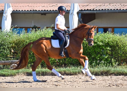 Deutsches Sportpferd, Stute, 3 Jahre, 170 cm, Fuchs