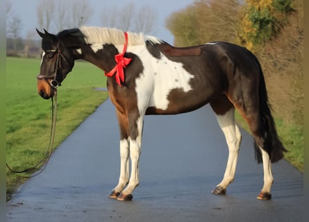 Deutsches Sportpferd, Stute, 3 Jahre, 170 cm, Schecke