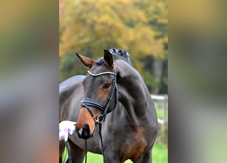 Deutsches Sportpferd, Stute, 3 Jahre, 171 cm, Brauner