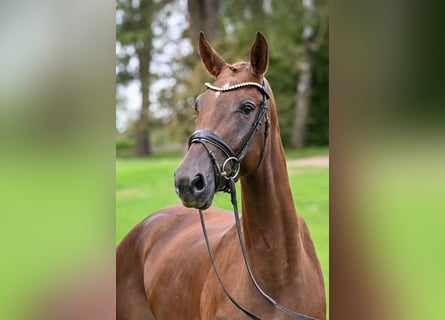 Deutsches Sportpferd, Stute, 3 Jahre, 172 cm, Dunkelfuchs
