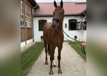 Deutsches Sportpferd, Stute, 3 Jahre, 172 cm, Fuchs