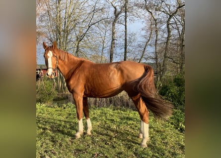 Deutsches Sportpferd, Stute, 3 Jahre, 174 cm, Fuchs