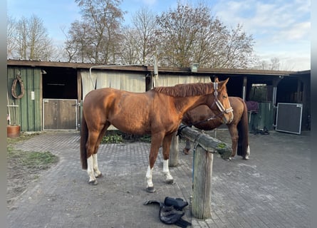 Deutsches Sportpferd, Stute, 3 Jahre, 174 cm, Fuchs