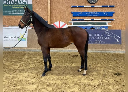 Deutsches Sportpferd, Stute, 3 Jahre, 175 cm, Brauner